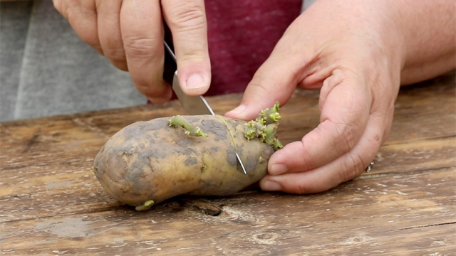 Unearth the Secrets of Successful Potato Planting