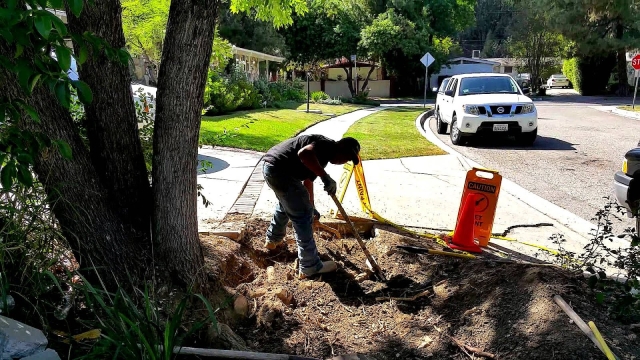 Timber Tales: The Art of Tree Removal