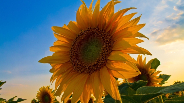 Cabbage Worm Control: Maximizing Sunflower Harvests