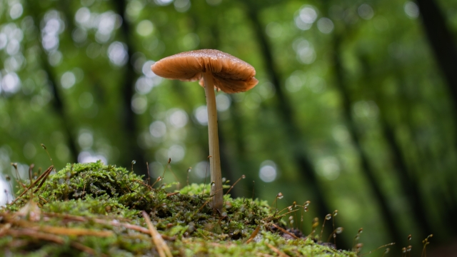 The Fungi Frontier: Unearthing the Secrets to Successful Mushroom Growing