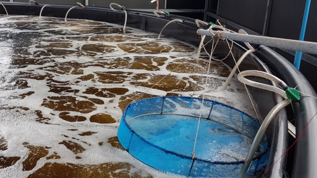 Revolutionizing the Waves: The Future of Aquaculture Technology